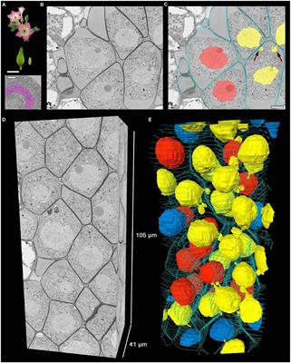 Serial Block-Face Scanning Electron Microscopy Reveals That Intercellular Nuclear Migration Occurs in Most Normal Tobacco Male Meiocytes